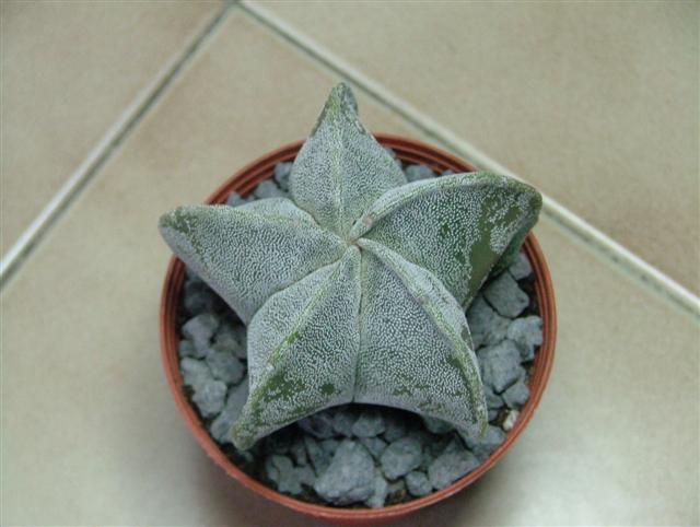 Astrophytum myriostigma 