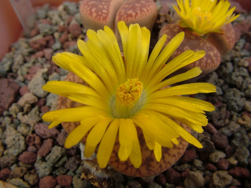 Lithops aucampiae 