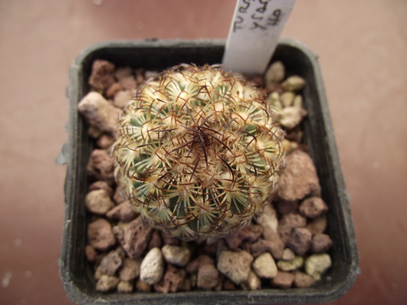 Turbinicarpus ysabelae 