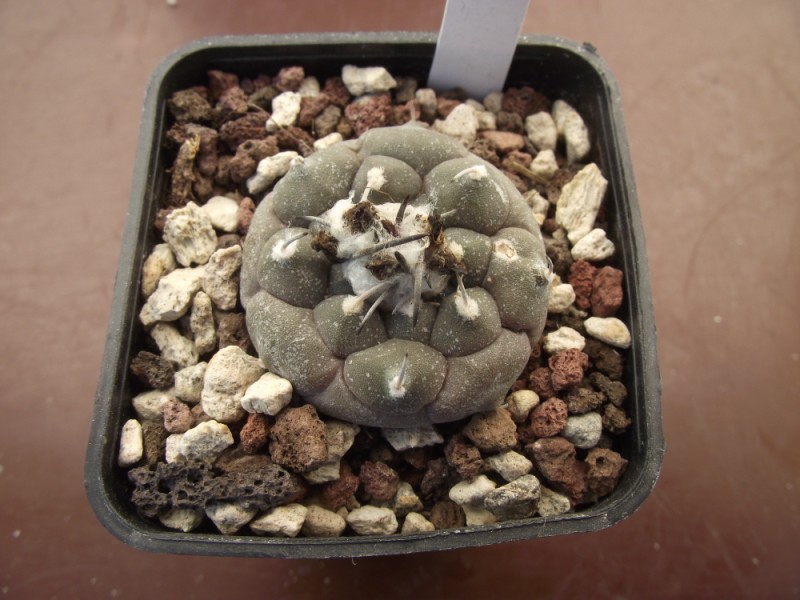 Turbinicarpus jauernigii 