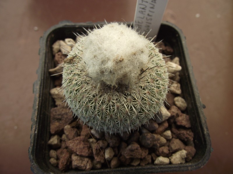 Epithelantha micromeris v. unguispina 