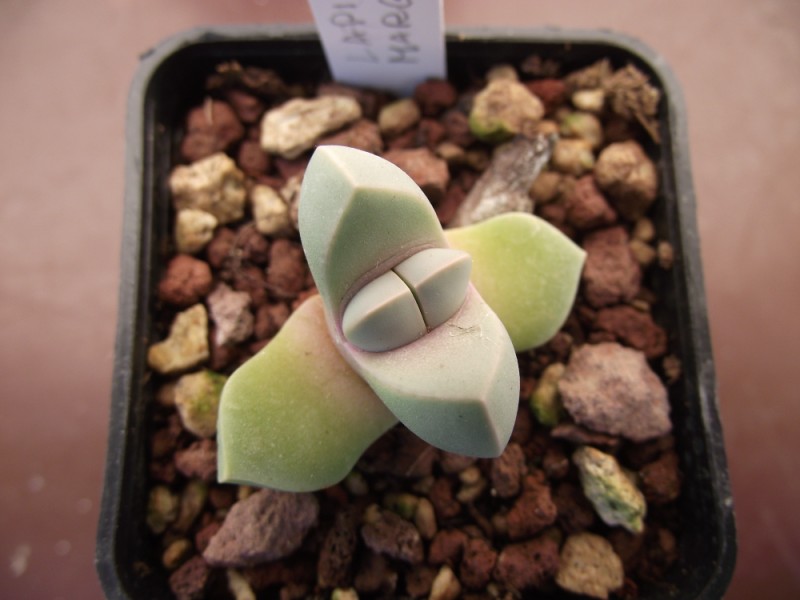 Lapidaria margaretae 