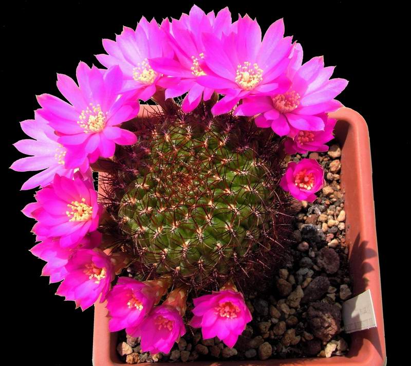 Sulcorebutia mentosa 