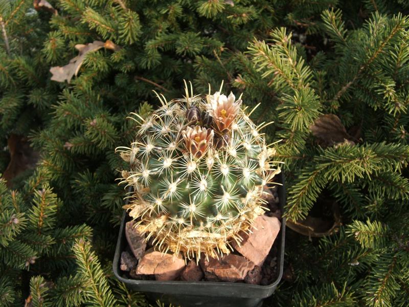 Ancistrocactus megarhizus SB 597