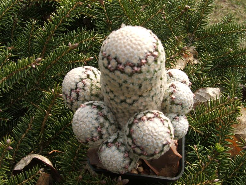 Mammillaria sanchez-mejoradae 