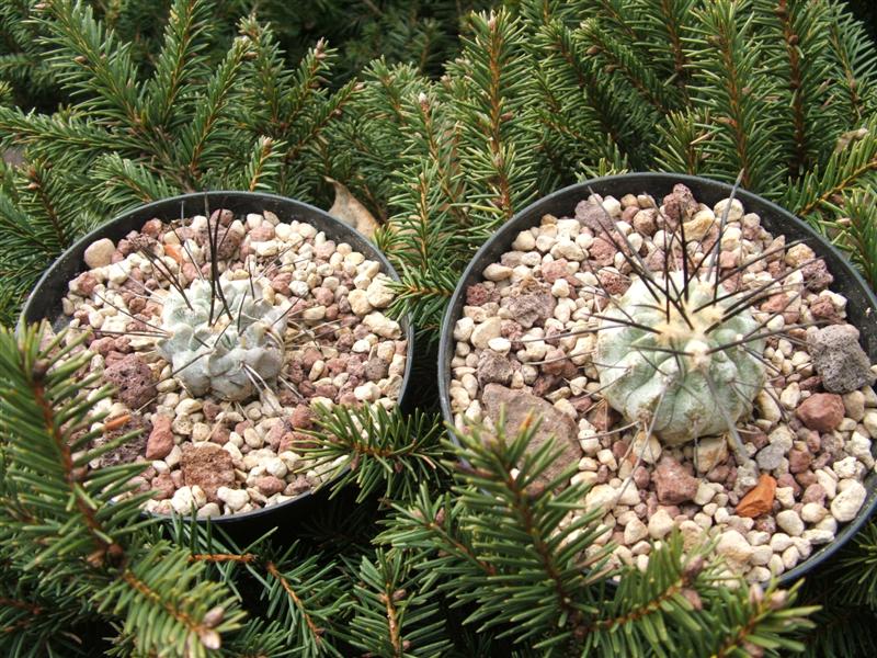 Copiapoa carrizalensis 