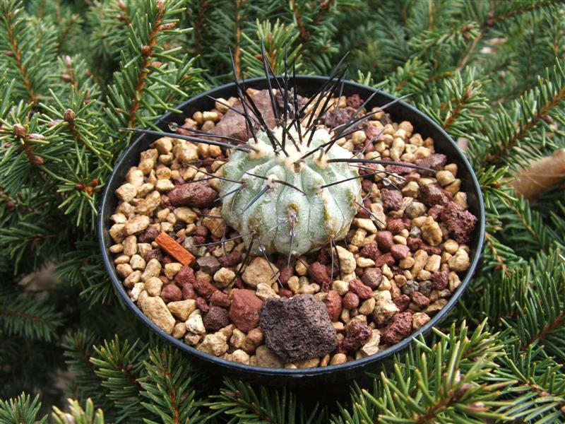 Copiapoa carrizalensis 