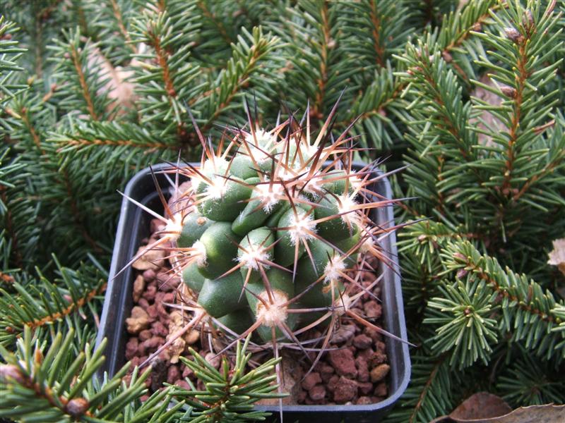 Copiapoa coquimbana 