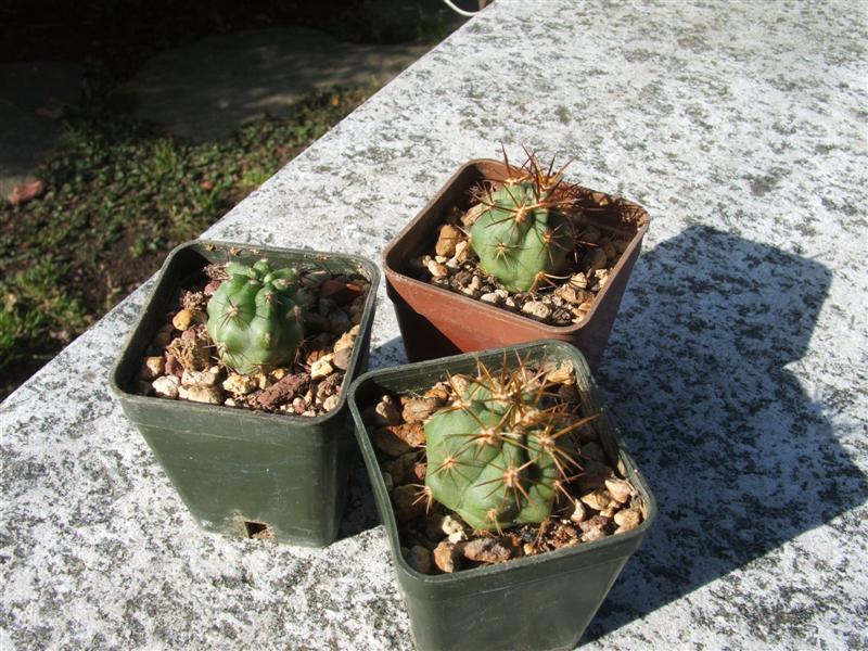 Copiapoa solaris 