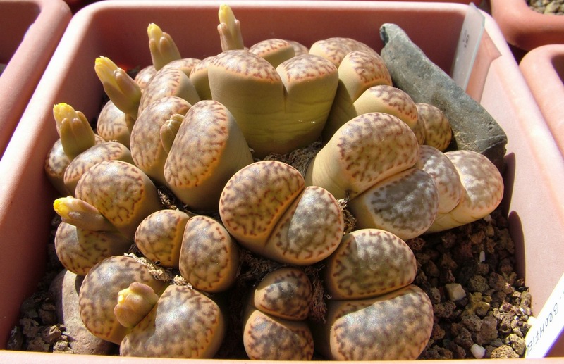 Lithops bromfieldii 