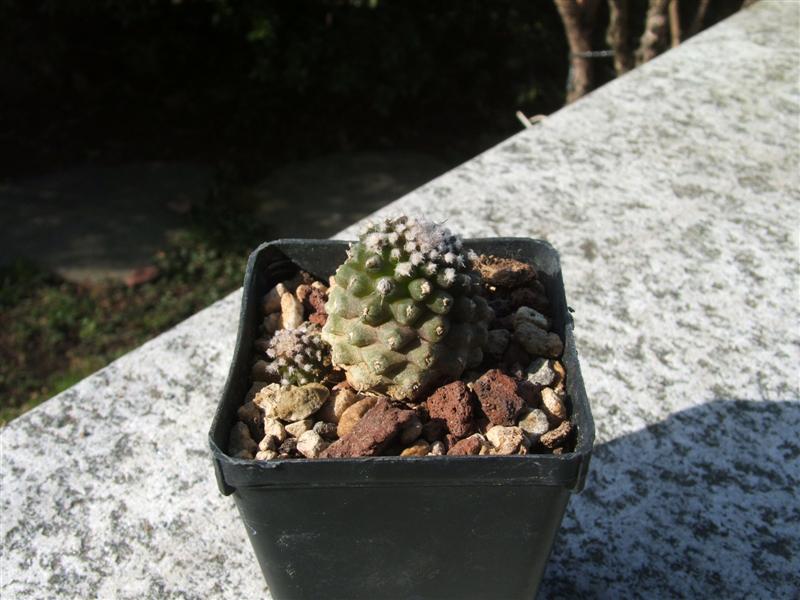 Copiapoa angustiflora 