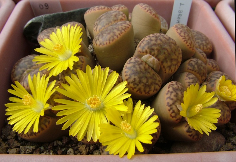 Lithops bromfieldii 