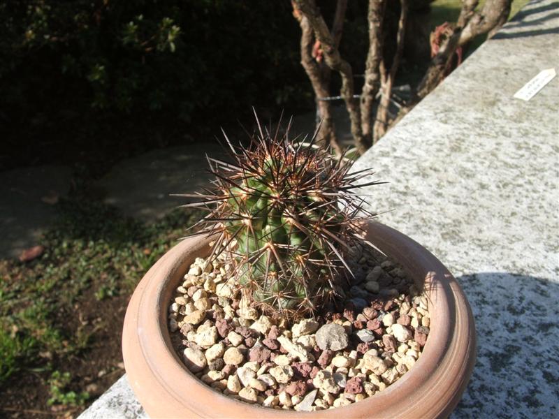 Copiapoa desertorum 