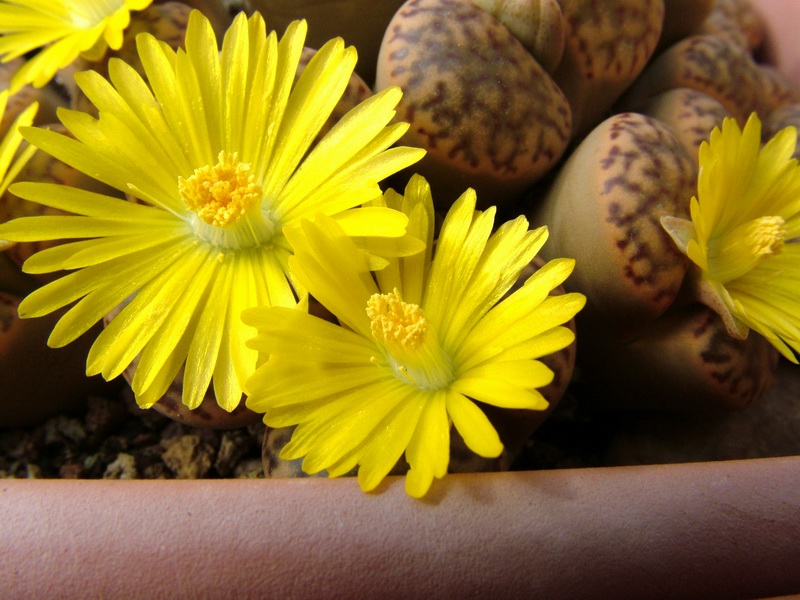 Lithops bromfieldii 