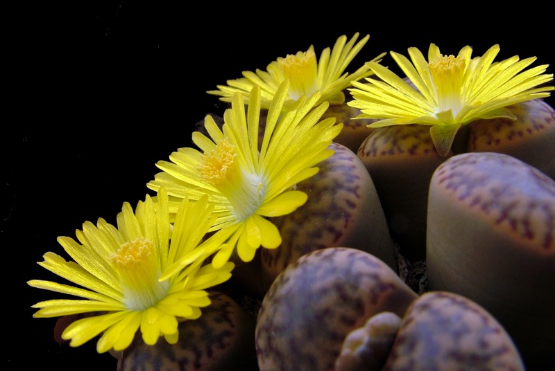 Lithops bromfieldii 