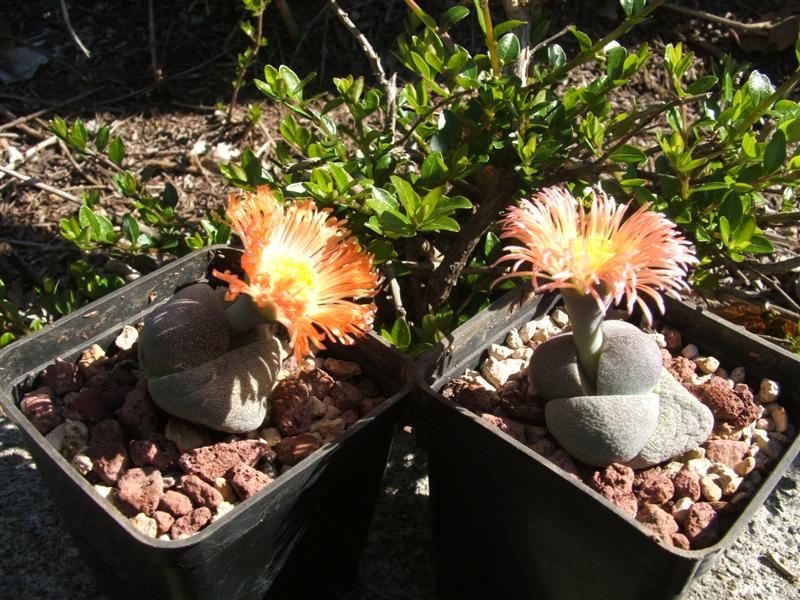 Pleiospilos nelii 