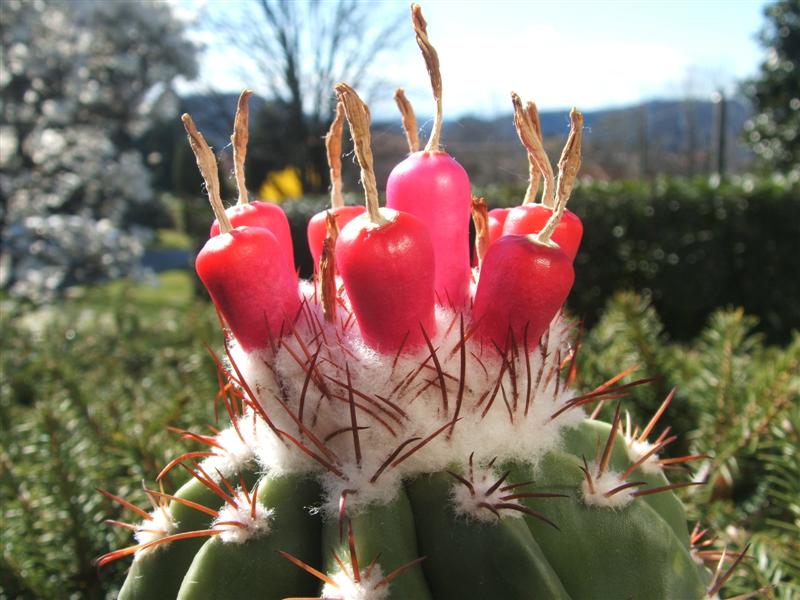 melocactus guaricensis