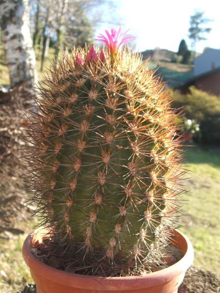 Neoporteria sociabilis 