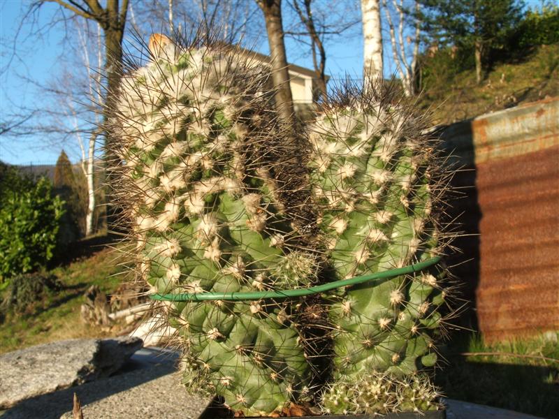 Copiapoa humilis 