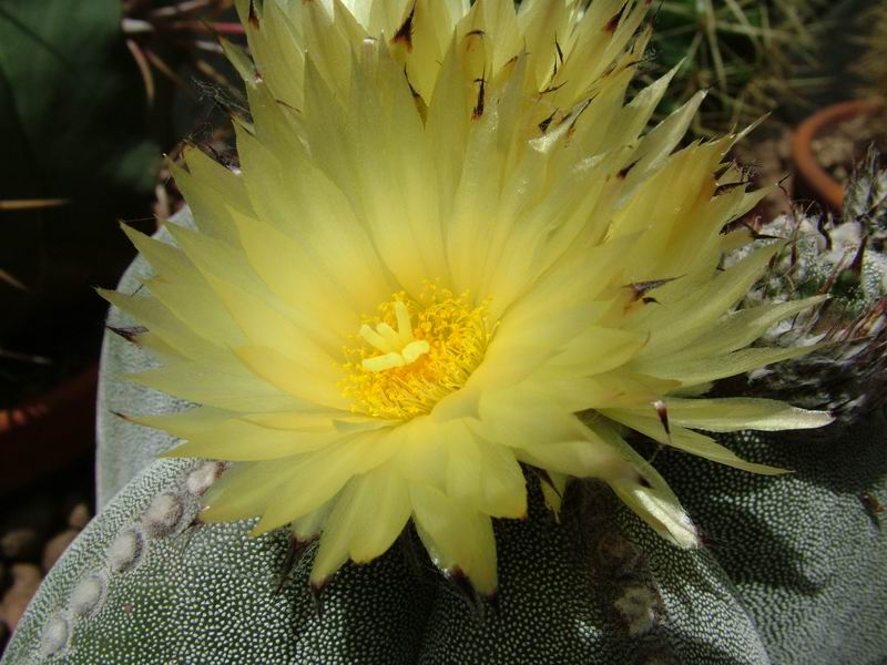 Astrophytum myriostigma 