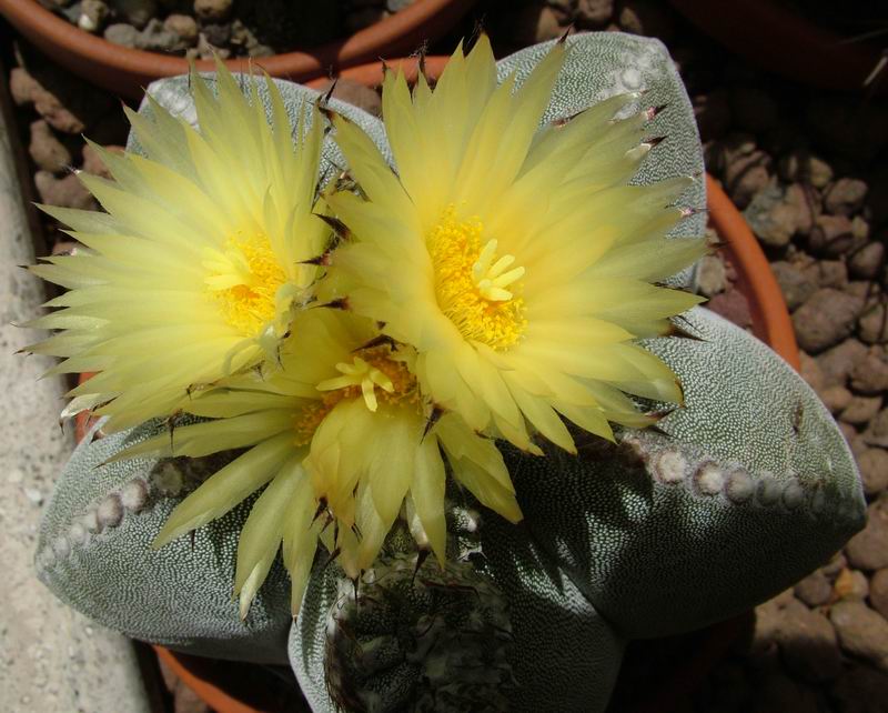 Astrophytum myriostigma 