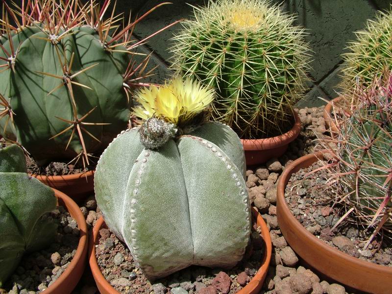 Astrophytum myriostigma 