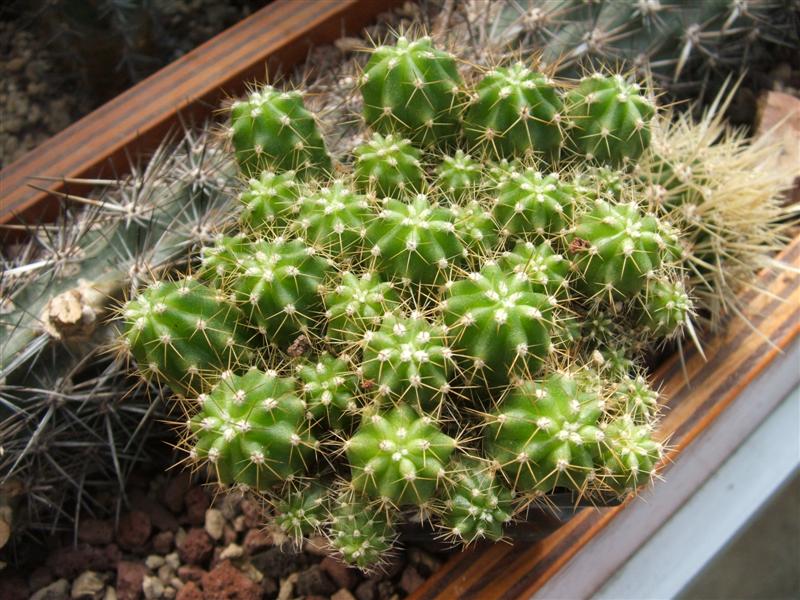 Trichocereus chiloensis 