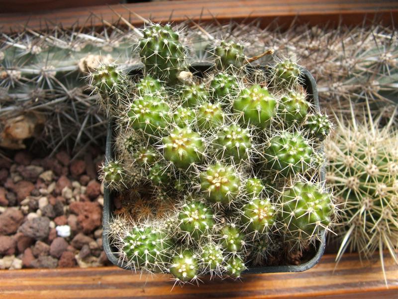 Eriosyce nidus 