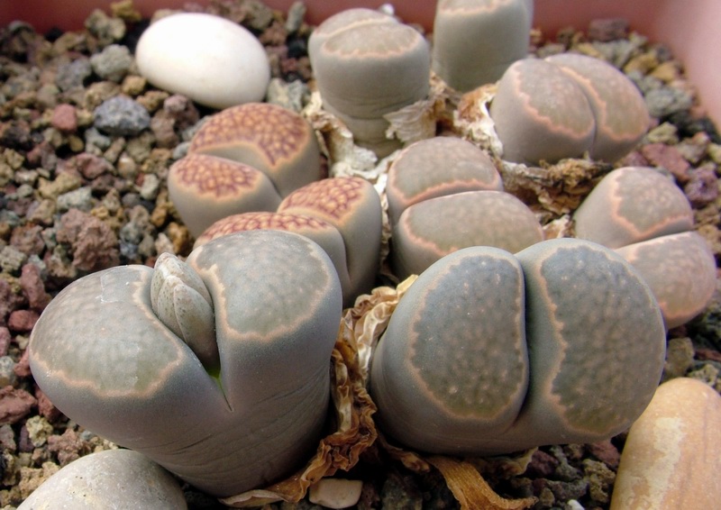 Lithops salicola 