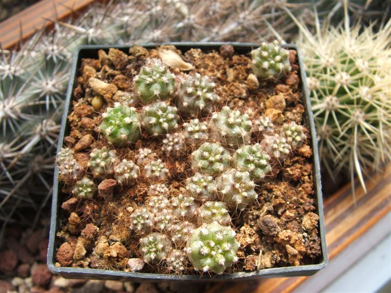 copiapoa solaris