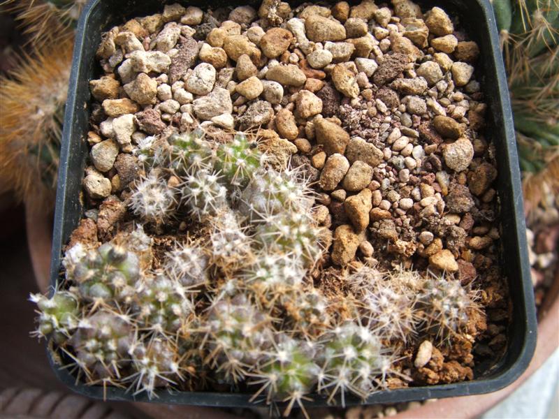 Copiapoa grandiflora 