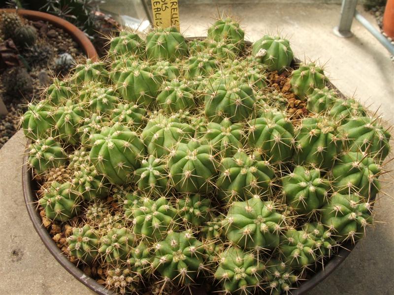 trichocereus chiloensis v. borealis