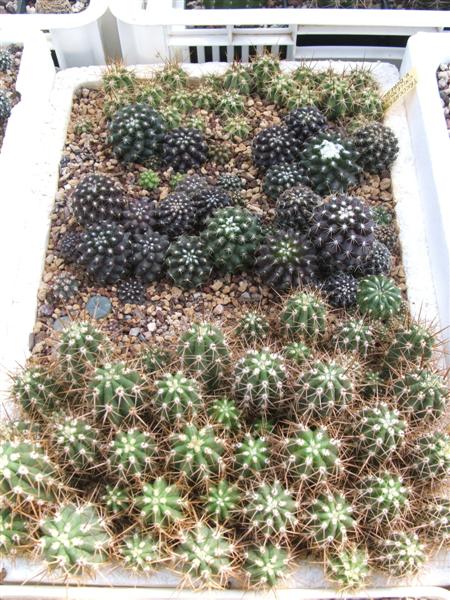 Copiapoa humilis 