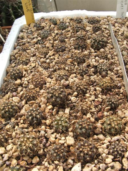  COPIAPOA 