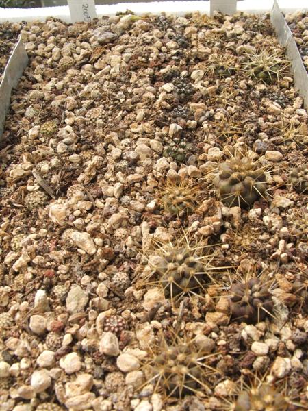  COPIAPOA-ERIOSYCE CHALLENSIS 