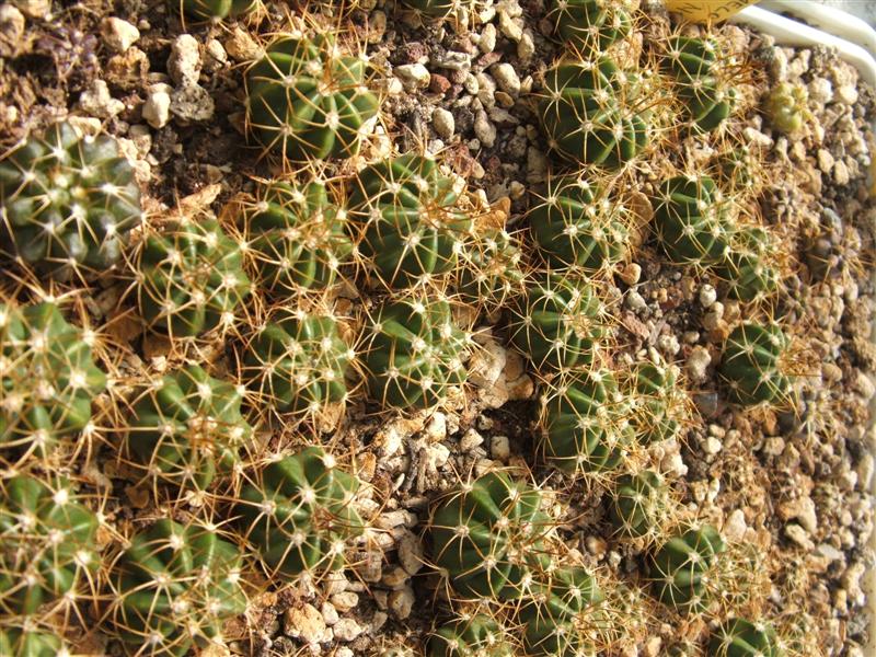  MELOCACTUS 