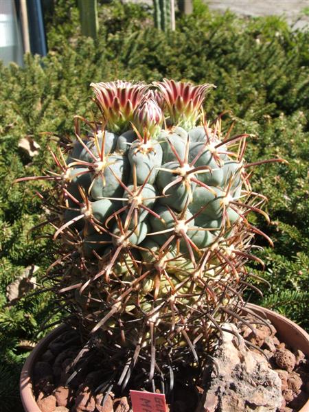 glandulicactus mathsonii