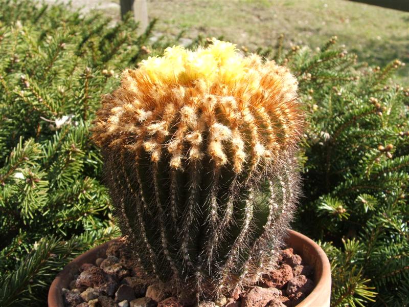 Uebelmannia flavispina 