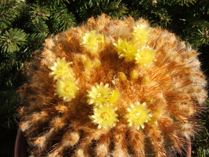Uebelmannia flavispina 