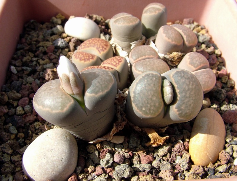 Lithops salicola 