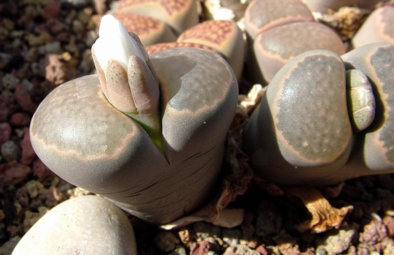 Lithops salicola 