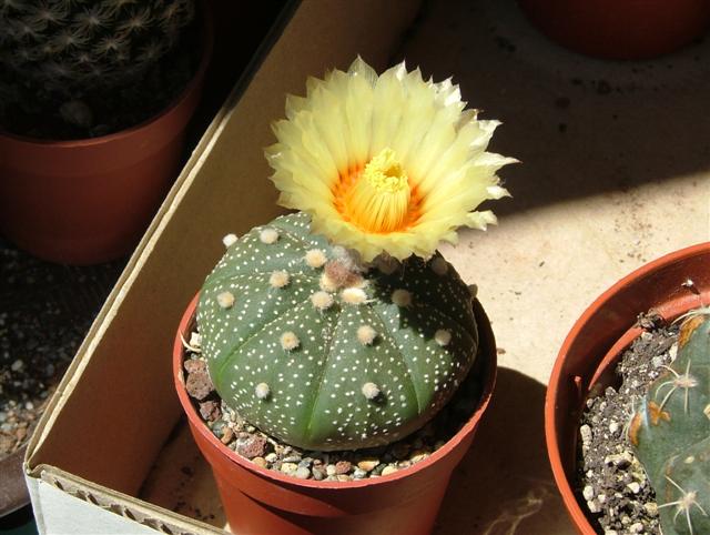 Astrophytum asterias 