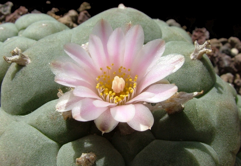 Lophophora williamsii 