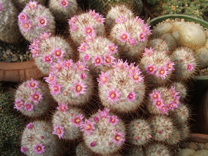 Mammillaria bombycina 