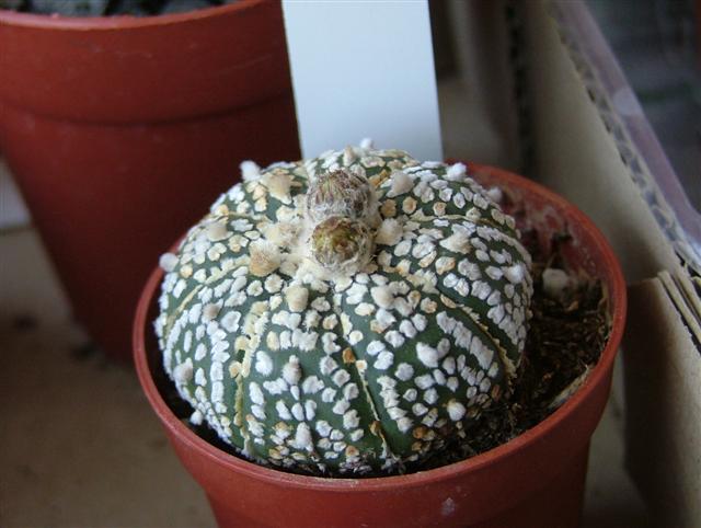 Astrophytum asterias cv. super kabuto 