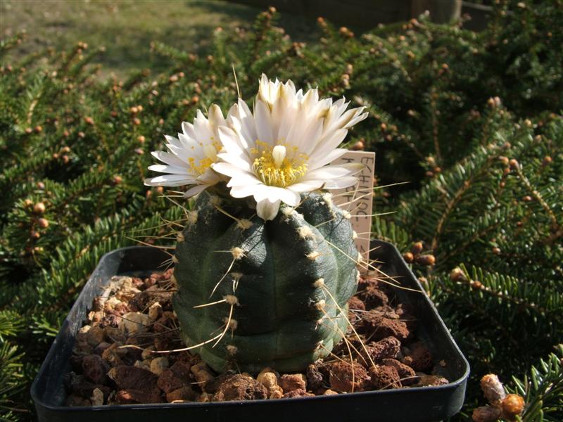 Echinocereus  knippelianus v. kruegeri SB 939