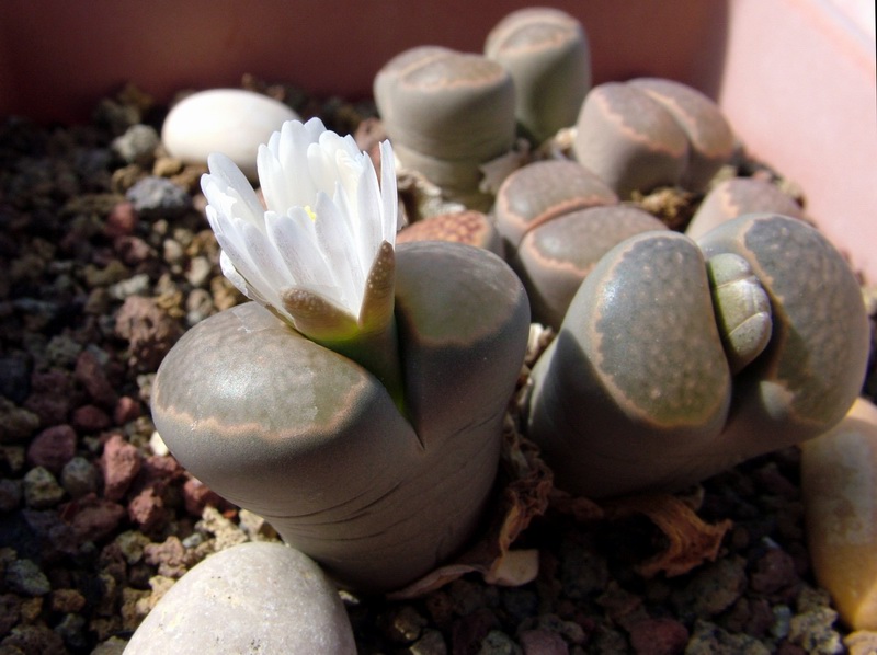 Lithops salicola 