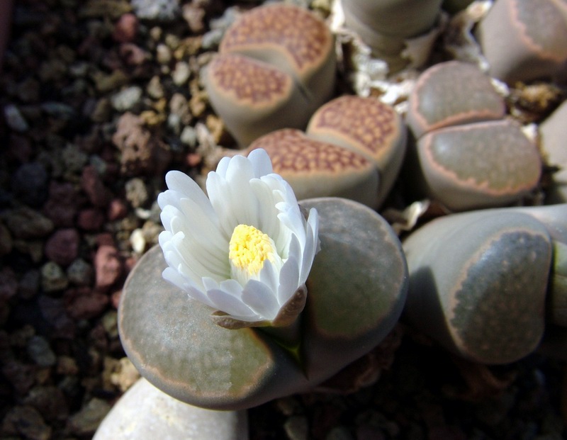 Lithops salicola 