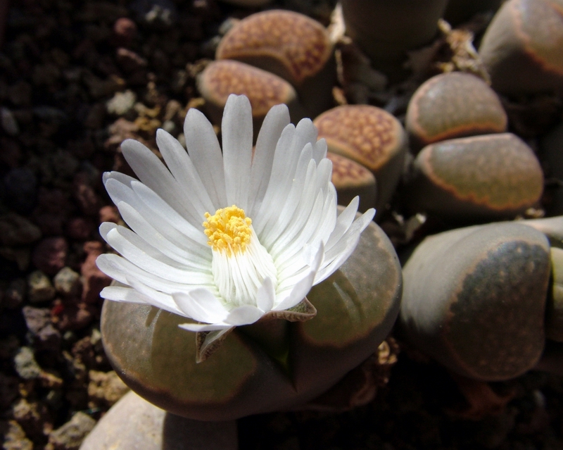 Lithops salicola 