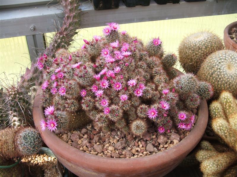 Mammillaria scheidweileriana 